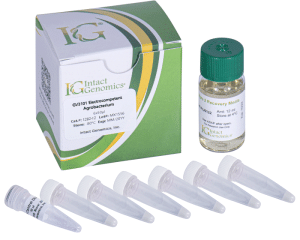 GV3101 ElectroCompetent Agrobacterium